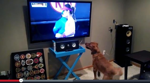 Tennis, un gioco (anche) da cani