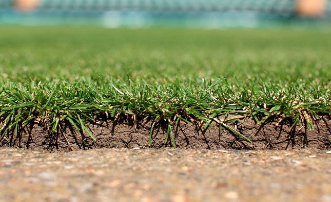I segreti del prato verde