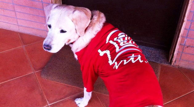 Addio caro Zoe, il labrador con la racchetta