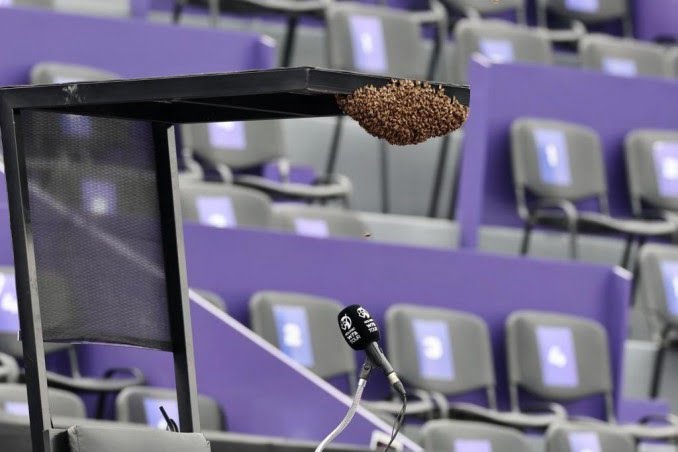WTA 1000 Guadalajara, sospeso il match tra Kvitova e Pera per… un’invasione di api (FOTO)